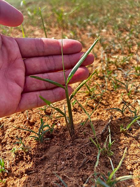 istock Grass pasture suffering under dry period. Effect of global warming on pastures 2249059016