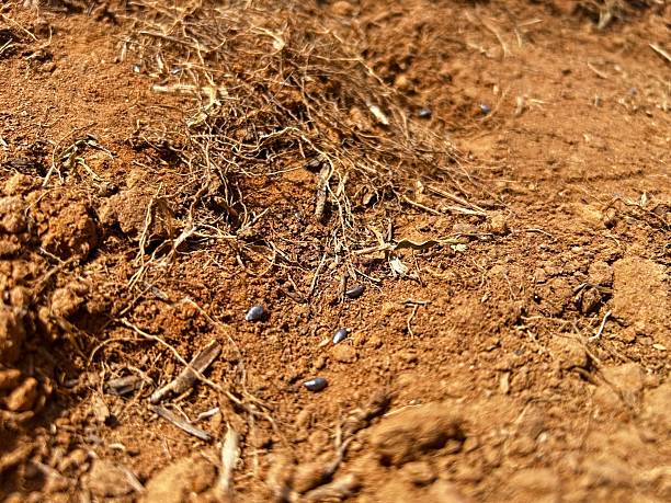 istock Seeds spread over the soil in the process of pasture renovation 2249059166