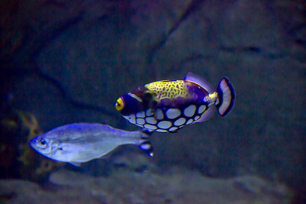 Clown Triggerfish and The barred flagtail, Kuhlia mugil