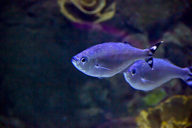 Close-up, school of Barred flagtail, Fiveband flagtail or Five-bar flagtail (Kuhlia mugil) swims in blue water