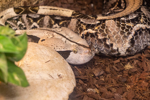 istock The photograph shows a gaboon viper. Reptiles 2249060832