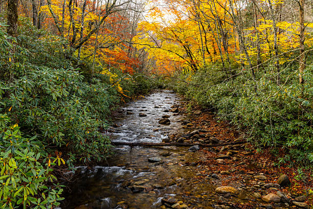A vibrant autumn scene along the Middle Prong of the Pigeon River near Canton, North Carolina in the Sunburst area of Pisgah National Forest. The river flows swiftly over smooth rocks, its clear water reflecting warm tones from the fall foliage above. Golden, orange, and red leaves blanket the trees and scatter across the rocks, adding rich seasonal color to the rugged mountain stream. Soft light filters through the canopy, creating a warm, inviting glow that highlights the motion of the water and the peaceful beauty of this Appalachian river corridor.