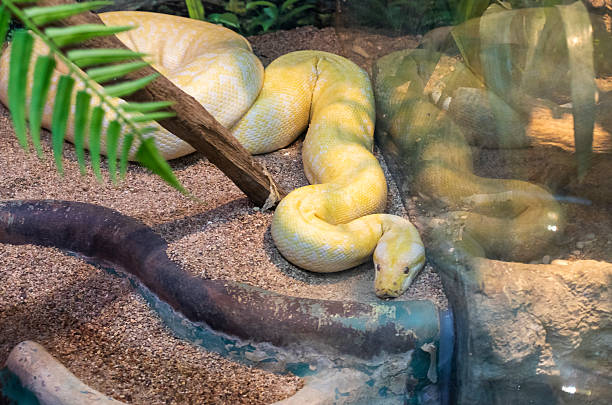 istock The photograph shows an albino Burmese python. Animal 2249062236