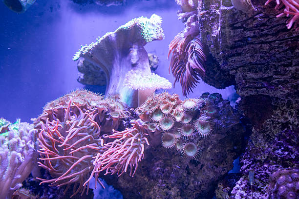 Sea Anemone at Monterey Bay Aquarium in California - beautiful colors and textures