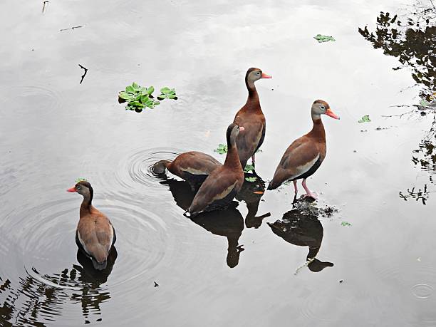 Black-bellied Whistling Ducks  - profile