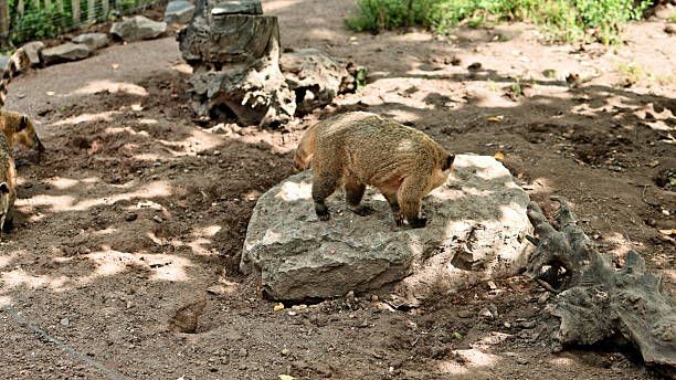 istock Exploring the rocky terrain a curious badger wanders through its natural habitat during a sunny afternoon in the wilderness 2249068026