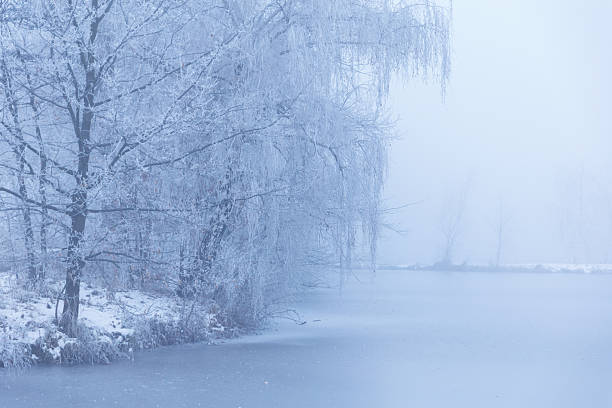 A tranquil scene depicting a frozen lake surrounded by frosty trees under a soft fog. The atmosphere conveys calmness and natural beauty.