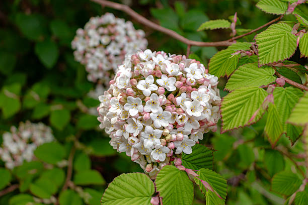 Viburnum tinus tiny flower heads shrub botanic growth on lush background