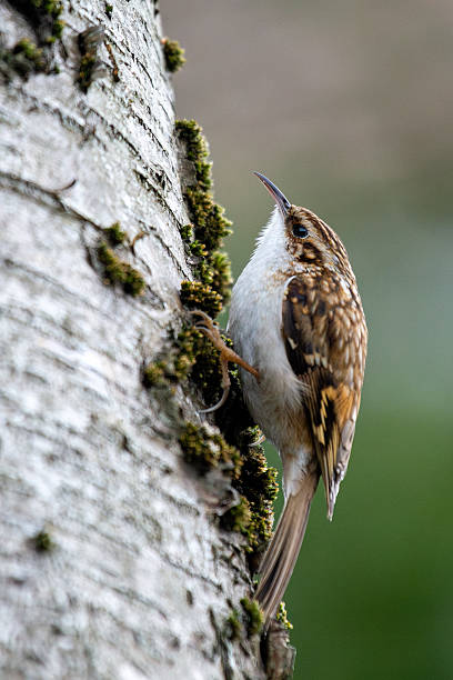 istock Treecreeper (Certhia familiaris) found in European woodlands climbing tree trunks 2249070619