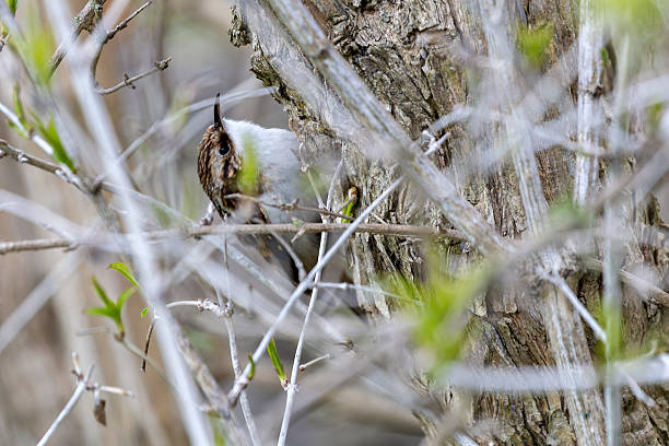 istock Treecreeper (Certhia familiaris) found in European woodlands climbing tree trunks 2249070669