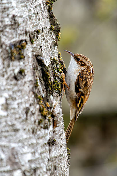 istock Treecreeper (Certhia familiaris) found in European woodlands climbing tree trunks 2249070670