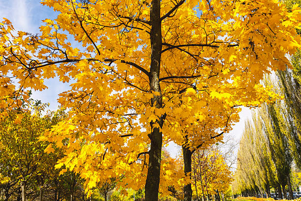 istock A landscape with an autumn maple tree with yellow leaves 2249074146