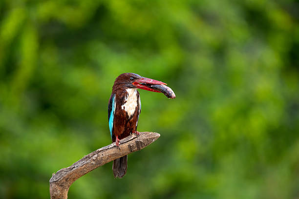 Green-backed kingfisher eating fish