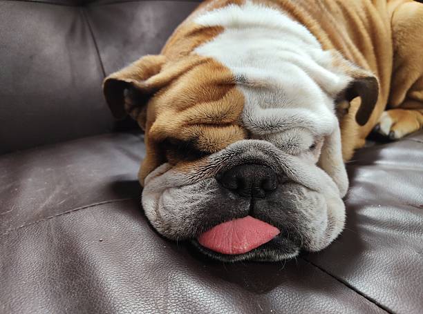 dog or French bulldog , sleepy French bulldog on the floor