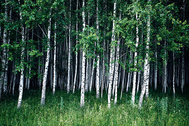 Birch, Forest, Tree, white, green, trees