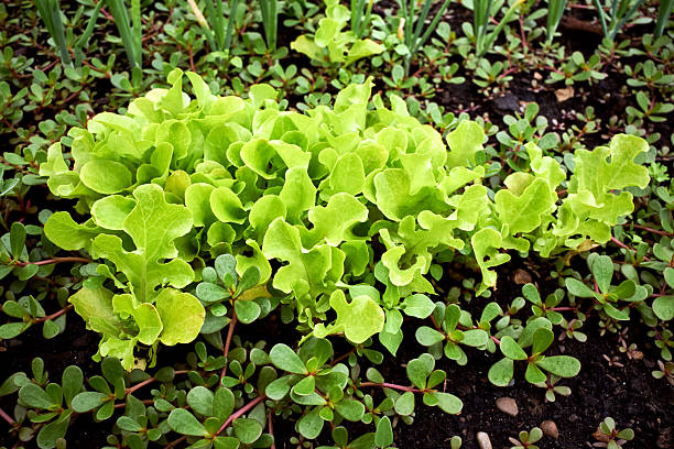 green basil leaf surface texture