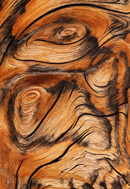 A close-up, full frame studio shot of grain patterns and burls in a piece of wood