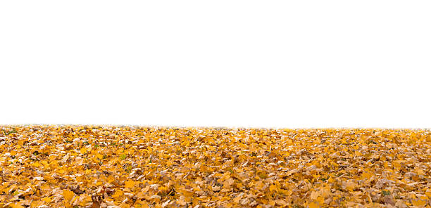 Autumn season ground covered with bright yellow fallen leaves, isolated on white background. Perfect for overlays, seasonal designs, fall-themed compositions, nature projects, and creative editing. High-quality foliage texture for use in graphic design and photo manipulation.