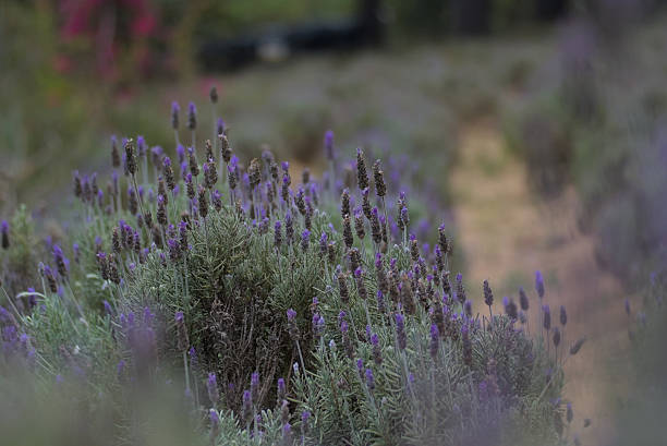 istock Fresh lavender flowers shining in morning light 2249080761