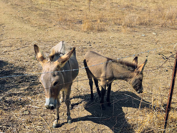 Costa Rei, Sardinia, Italy, September 20, 2025. Two Sardinian donkeys, a native breed widespread on the island, very hardy and docile. They are small animals with a light grey coat characterized by a dark stripe on their back that intersects with another on their shoulders. They are in a pasture of dry grass and straw, bordered by barbed wire.