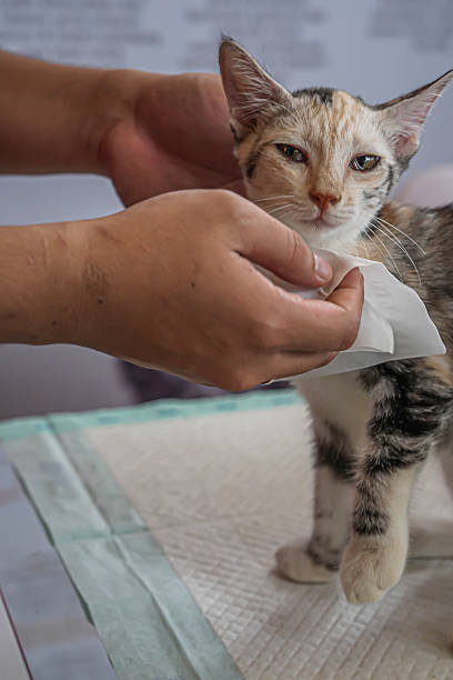 istock A small kitten receives gentle cleaning with a tissue, showing a calm expression and delicate features—perfect for pet-care, hygiene, and heartwarming animal content. 2249081623