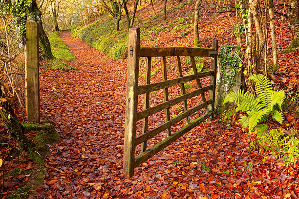 Autumn woodland