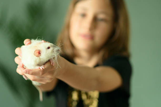 istock Child with her first pet a Siamese rat in her hands 2249082684
