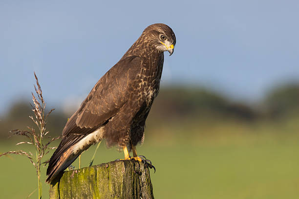 istock Common buzzard perched on a wooden post in Eempolder, Eemnes, Netherlands during a clear day 2249083422