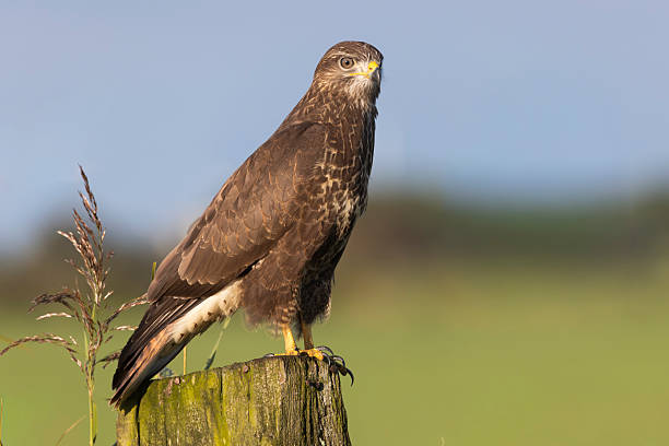 istock Common buzzard perched on a pole in Eempolder, Eemnes during a sunny day in the Netherlands 2249083428