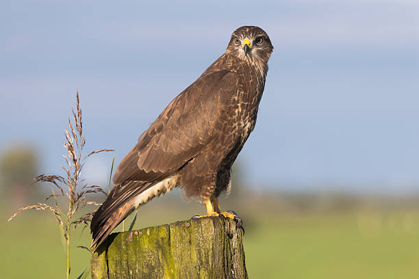 istock Common buzzard perched on a wooden post in Eempolder, Eemnes, Netherlands during the day 2249083475