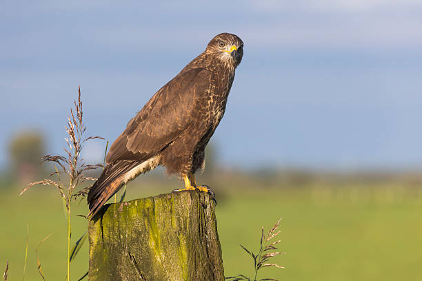 istock Common buzzard perched on a wooden post in Eempolder, Eemnes during a clear day 2249083476