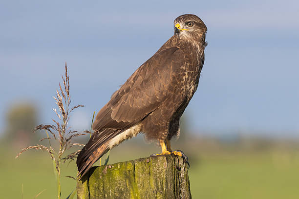 istock Common buzzard perched on a wooden post in Eempolder, Eemnes, Netherlands during a sunny day 2249083477