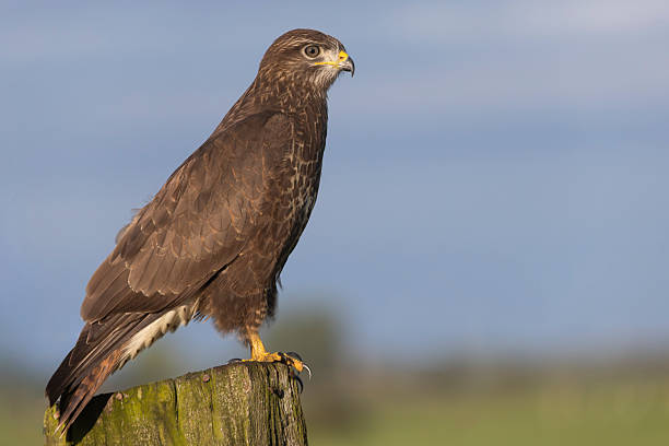 istock Common buzzard perched on a post in Eempolder, Eemnes, showcasing its natural habitat under a clear sky 2249083478