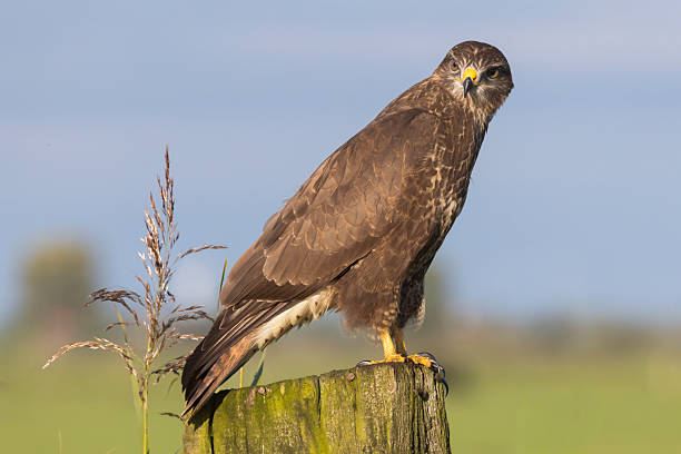 istock Common buzzard perched on a post in Eempolder, Eemnes, Netherlands during a sunny day 2249083479