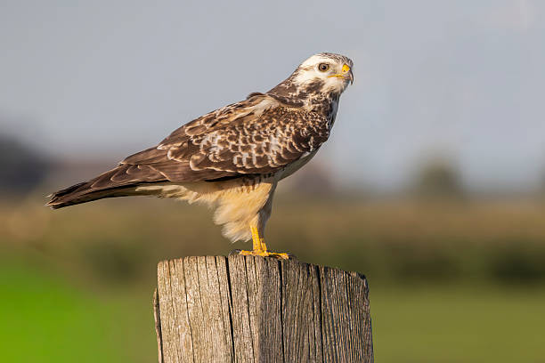 istock Common buzzard perched on a wooden pole in Eempolder, Eemnes, Netherlands during a sunny day 2249083652