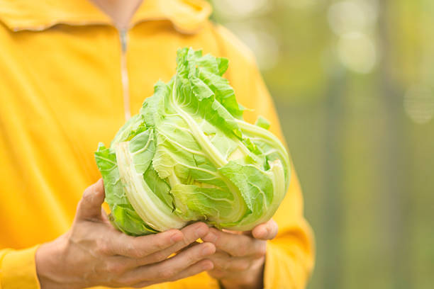 istock Fresh cauliflower in male hands during harvest season 2249083746