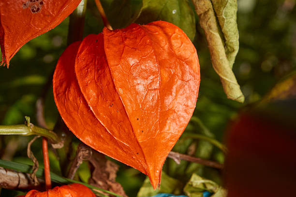 istock Bright Physalis in Warm Autumn Sunlight. Orange Physalis Lantern on the Stem. 2249085852