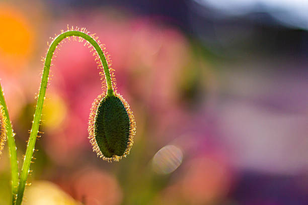 A series of beautiful garden photos