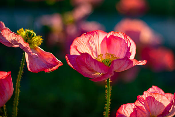 Beautiful assorted colourful poppies flowers close up