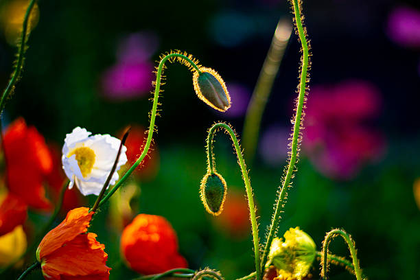 Oriental Poppy flower bud shot from high angle view.