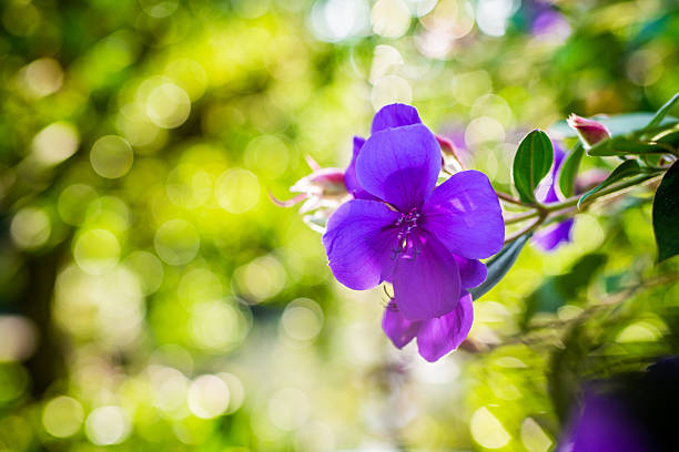 Beautiful purple princess flowers close up