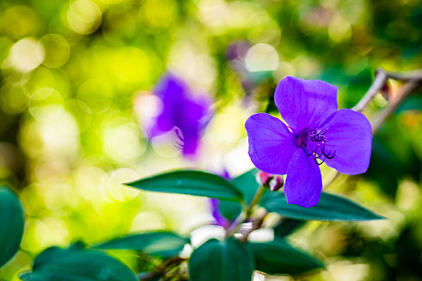 Pleroma urvilleanum, synonym Tibouchina urvilleana in bloom