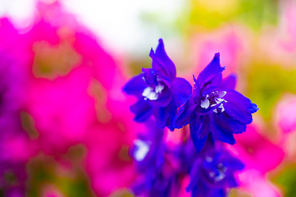 Beautiful purple blue Delphinium flowers close up