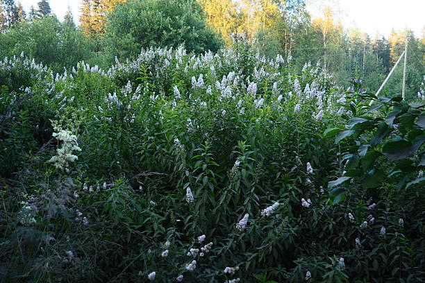 Spiraea alba, meadowsweet, narrowleaf meadowsweet, botanical pale bridewort pipestem is native to wet soil. Narrowleaf meadowsweet shrubs. Aromatic fragrant white flowers. Plant for nectar and pollen.