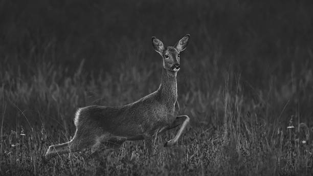 istock BNW Of A Roe Deer Doe (Capreolus Capreolus) 2249091440
