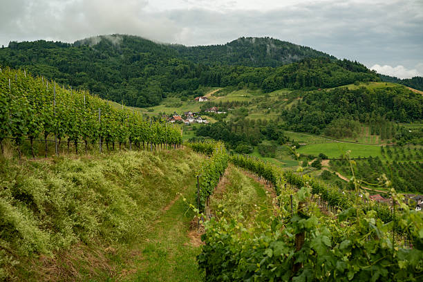 Clusters of ripe sweet grapes among the green leaves of grape bushes. Wine region of Germany. Smooth rows of vineyards on the hills of the Rhine and Moselle. Autumn magic.