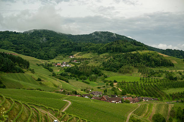 Blick über die Weinberge im Schwarzwald