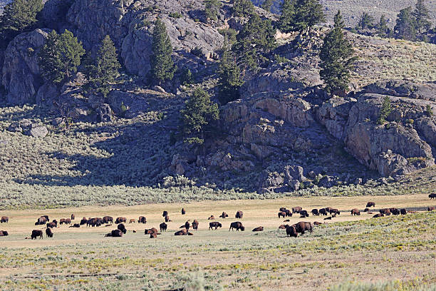 istock Bisons in Lamar Valley, Yellowstone National Park 2249092375