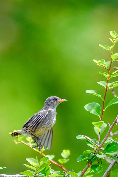 istock Moment of  bird 2249094311