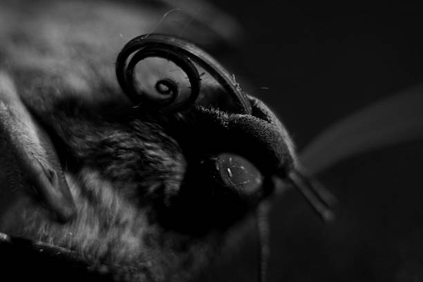 macro photograph of a moth